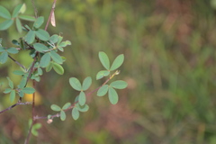 Desmodium biarticulatum